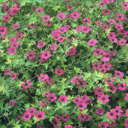 Geranium macrorrhizum 'Bevan's Variety' - Ooievaarsbek - ↕10-25cm - Ø9cm - 48x