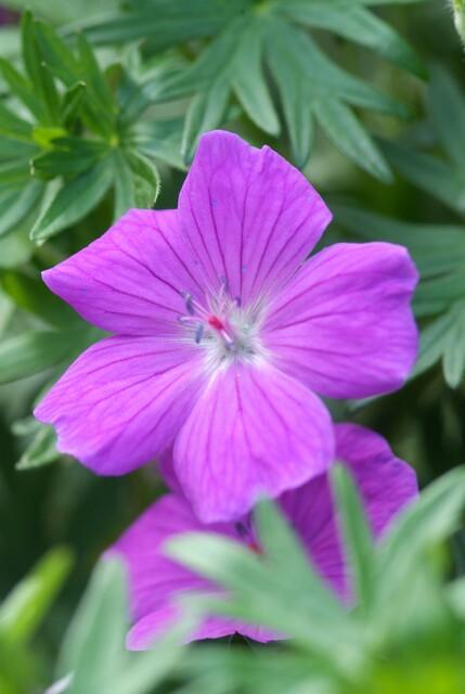 Geranium 'Tiny Monster' - ↕10-25cm - Ø9cm - 20x