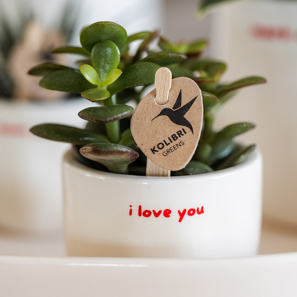 Kolibri Orchids | Coffret cadeau "Love you" | Orchidée Phalaenopsis rouge Congo et plante verte dans des pots décoratifs love sur plateau Cloud