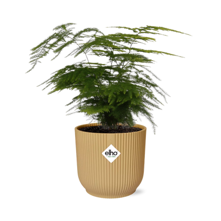 Asparagus Setaceus 'Plumosus' in yellow elho Vibes Fold Ø14cm