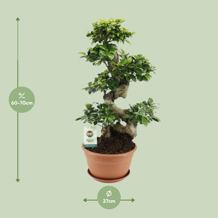 Ficus Ginseng - ↕70cm - Ø27cm