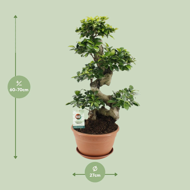 Ficus Ginseng - ↕70cm - Ø27cm