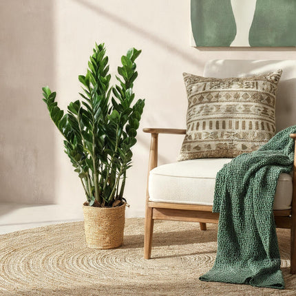 Zamioculcas - ZZ-Pflanze - mit Korb - ↕80-90cm - Ø21cm