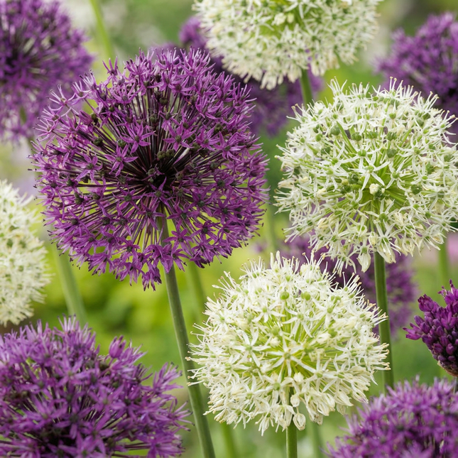 60x Allium Purple - Cebule kwiatowe - Biała mieszanka - Cebula ozdobna fioletowo-biała mieszanka - Fioletowo-biała - Kwitnąca latem - Rozmiar cebuli 10/12