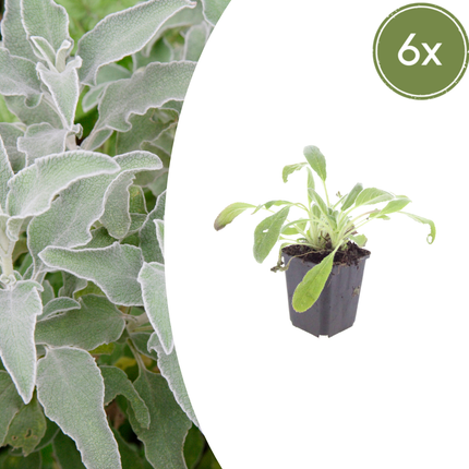 Stachys byzantina - Ezelsoor - ↕10-25cm - Ø9cm - 6x