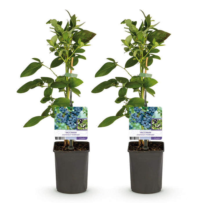 Fruitplant - Bosbes -  Vaccinium corymbosum Goldtraube -  Blauwe bes - Doornloos - 2 planten -  Pot 11cm Hoogte 40cm