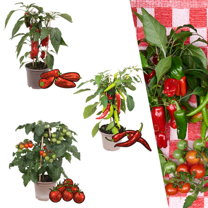 Rode plukgroente mix van 3 planten - Cherry tomaat - Rode snack paprika - Rode hete peper plant - ↕45cm - Ø14cm