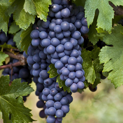 Vitis Vinifera 'Boskoop Glory' - Blue grape - ↕45cm - Ø13cm