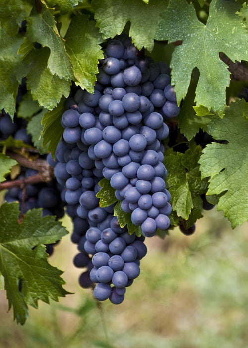 Vitis Vinifera 'Boskoop Glory' - Blauwe druif - ↕45cm - Ø13cm