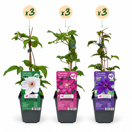 Clematis Tricolour - Driekleurige bosrank 9x - Paars - Roze - Wit - Klimplant - Ø9cm - ↕35cm