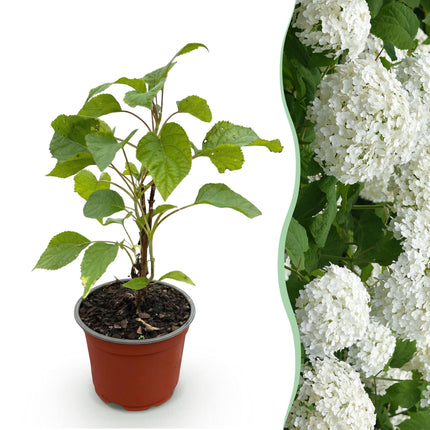 Hydrangea arborescens Annabelle - Hydrangea - Hardy - White - 1 Plant - 12cm Pot - Height 20-30cm