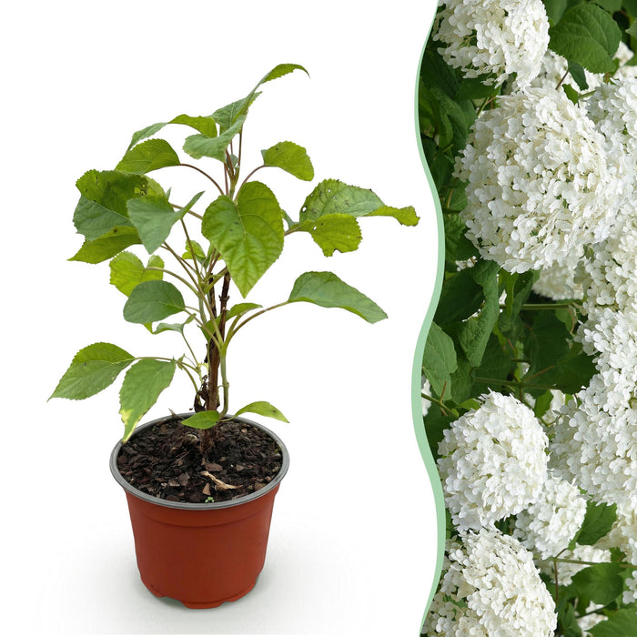 Hydrangea arborescens Annabelle - Hortensia - Winterhard - Wit - 1 Plant - Pot 12cm - Hoogte Hoogte 20-30cm
