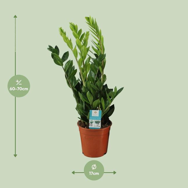 Zamioculcas Zamiifolia - ZZ-Pflanze - ↕65cm - Ø17cm