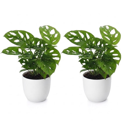 Monstera Adansonii - Rhaphidophora Tetrasperma - 2x - met Potter Wit - Pot 12cm - Hoogte - 25cm