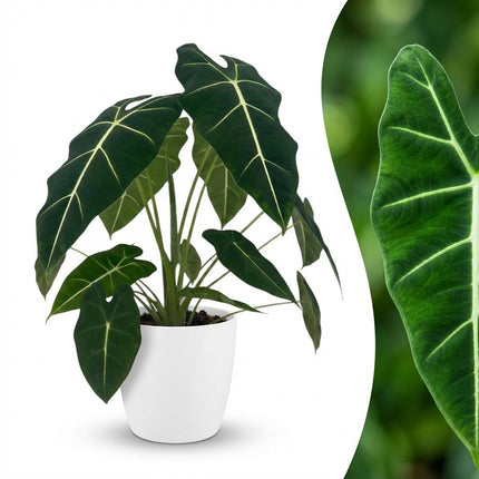 Alocasia Frydek - Orecchio d'elefante - con vaso bianco - ↕60cm - Ø19cm