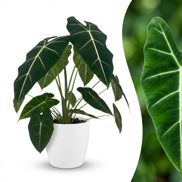 Alocasia Frydek - Olifantsoor - met witte pot - ↕60cm - Ø19cm
