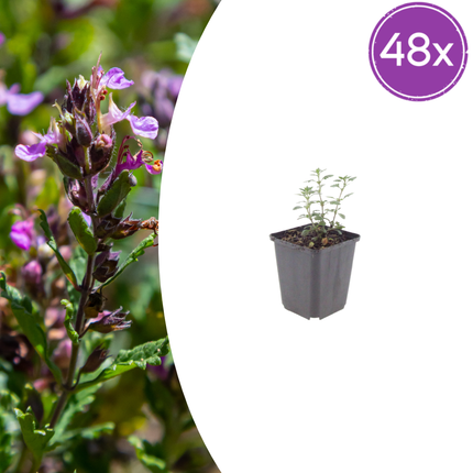 Teucrium lucidrys - Gamander - ↕10-25cm - Ø9cm - 48x