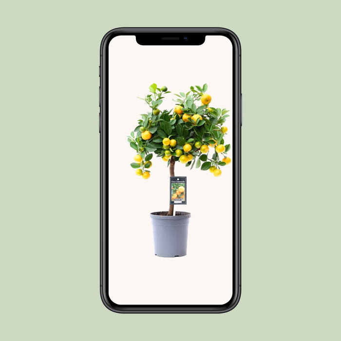 Citrus Calamondin - ↕45cm - Ø15cm