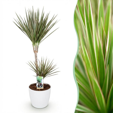 Dracaena Marginata Bicolor - Dragetræ - med hvid urtepotte - ↕90-100cm - Ø21cm