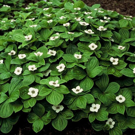 Cornus canadensis - ↕10-25cm - Ø9cm - 12x
