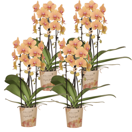 Kolibri Orchids | Combi Deal - 4 Oranje-Roze Phalaenopsis Orchideeën Niagara Fall Sunny Bunny - Ø12 cm