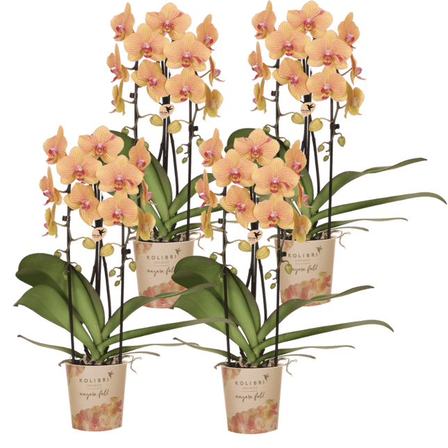 Kolibri Orchids | Combi Deal - 4 Oranje-Roze Phalaenopsis Orchideeën Niagara Fall Sunny Bunny - Ø12 cm