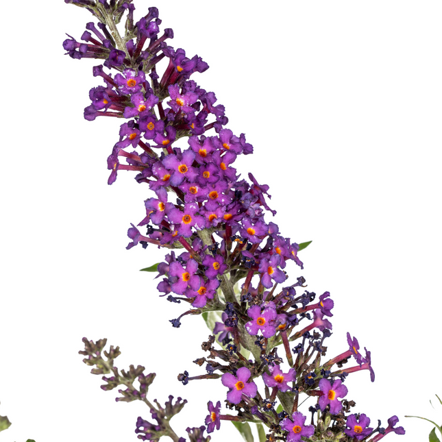 Buddleja Davidii violet - Arbre à papillons - ↕40-50cm - Ø19cm