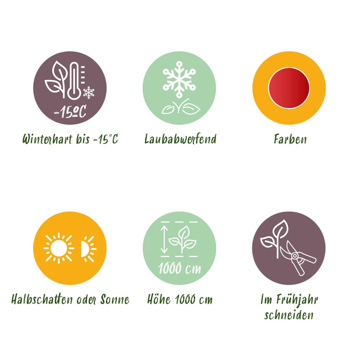 Cercidiphyllum japonicum - Groen 1 Plant - Bladverliezend - Weinig Onderhoud - Pot 12cm Hoogte 35cm