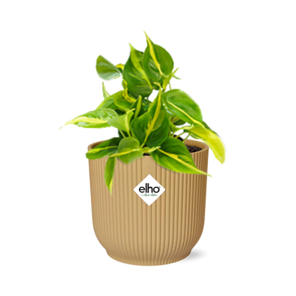 Philodendron Scandens 'Brasil' i elho Vibes Fold Ø14cm gul