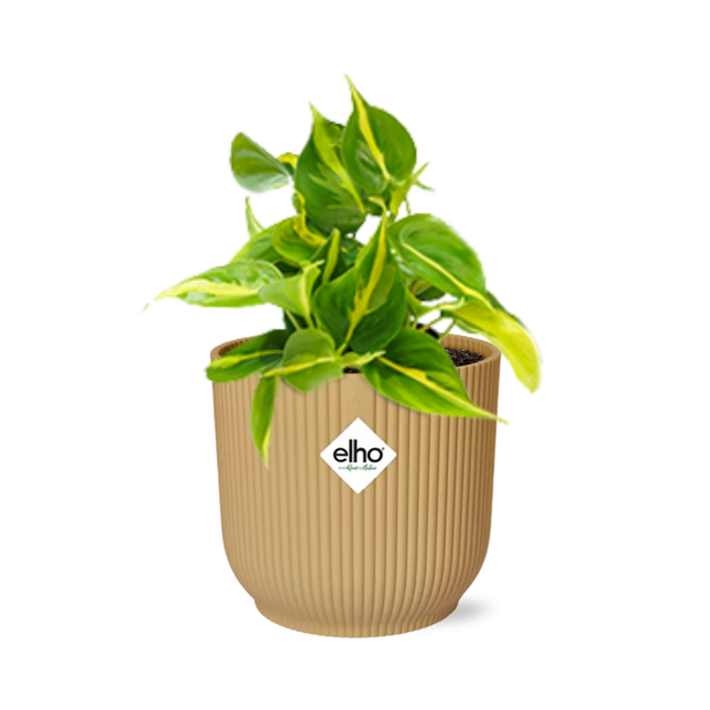 Philodendron Scandens ‘Brasil’ in elho Vibes Fold Ø14cm geel