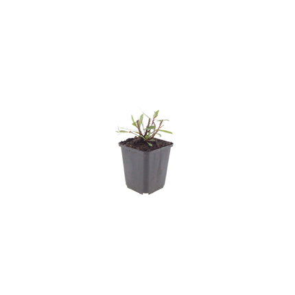 Bellissima candela - Gaura lindheimeri 'Whirling Butterflies' - ↕10-25cm - Ø9cm - 6x