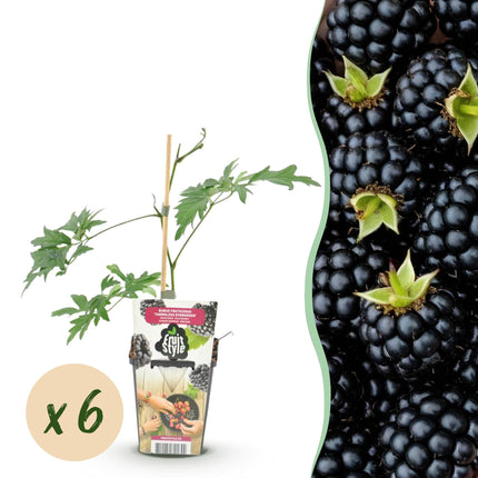 Immergrüne Brombeere (Rubus dornenlos, winterhart) – 6 Pflanzen – 9-cm-Topf