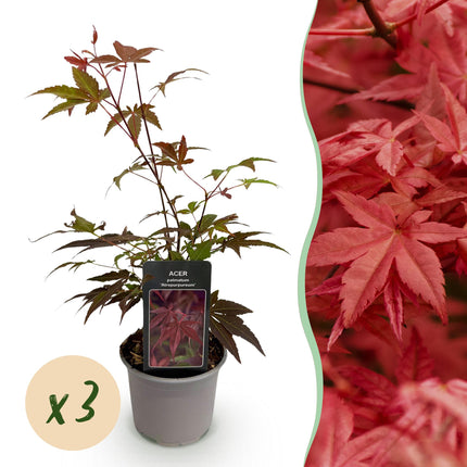 Japanese Maple - Acer Palmatum Atropurpureum - Purple - ↕35cm - Ø12cm - 3x