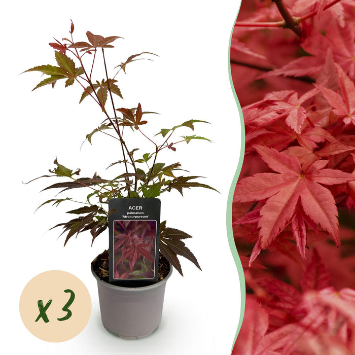 Acer palmatum Atropurpureum - Violet - Pot de 12 cm, Hauteur 35 cm - Lot de 3