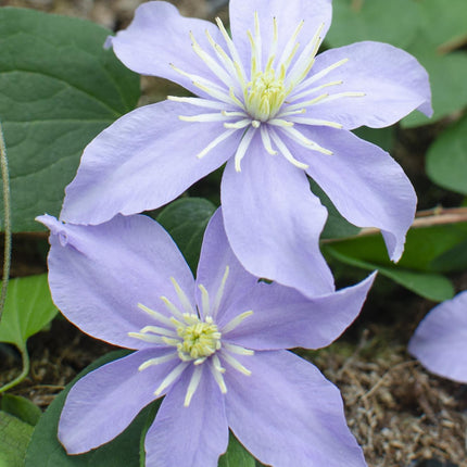 Clematis Justa - ↕65cm - Winorośl leśna - Ø15cm - 4x