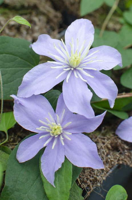 Clematis Justa - ↕65cm - Ø15cm - 4x