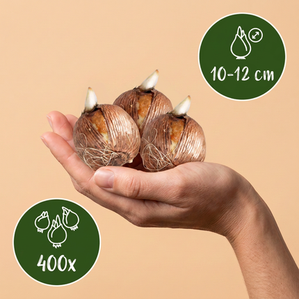 400x Bollenschadutuin - Bloembollen - Diversen - Zomerbloeier - Bolmaat 10/12