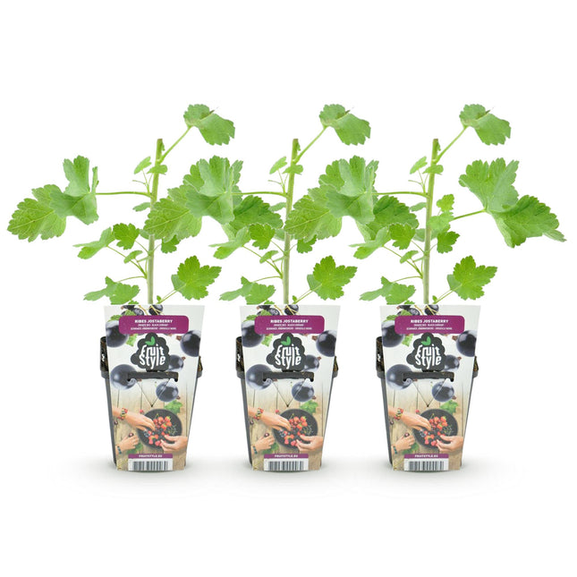 Jostabes - Ribes Jostabes - Hardy - 3 Plants - 9 cm Pot - Blackcurrant