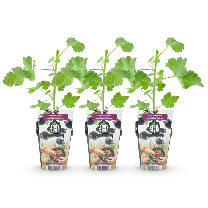 Jostabes - Ribes Jostabes - Winterhard - 3 Planten - Pot 9 cm - Zwarte Bes