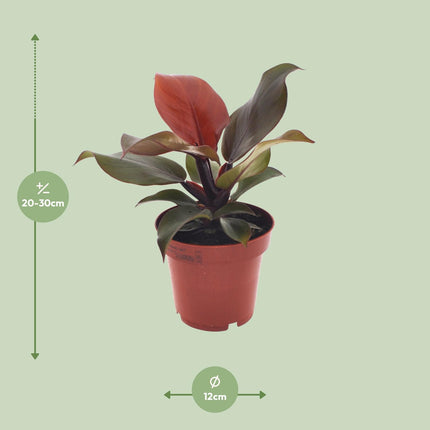 Philodendron Imperial Red - ↕25cm - Ø12cm