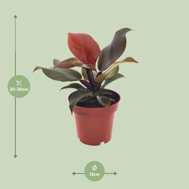 Philodendron Imperial Red - ↕25cm - Ø12cm