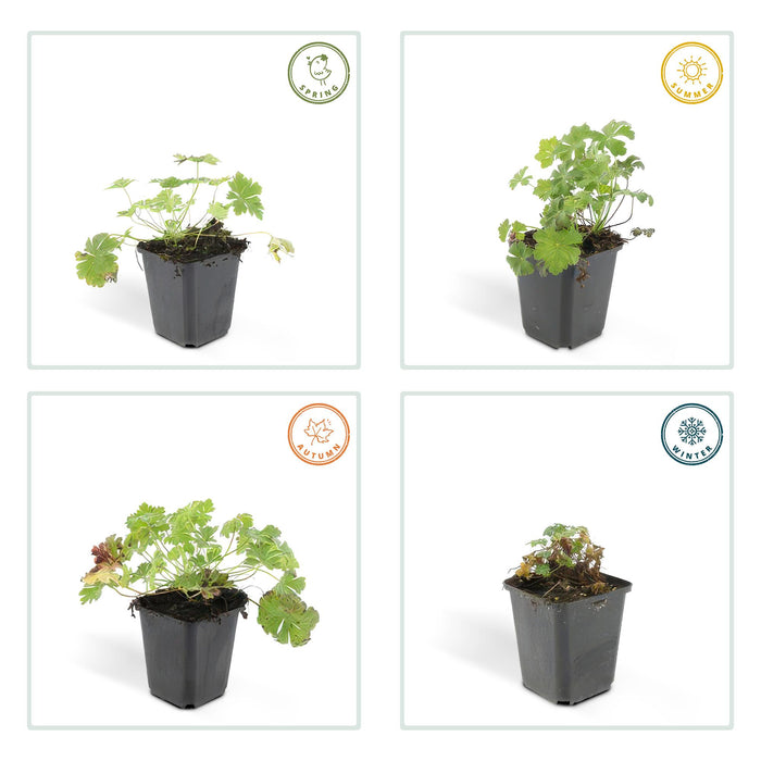 Geranium cantabrigiense 'Biokovo' - ↕10-25cm - Ø9cm - 60x