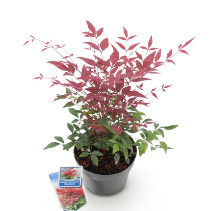 Nandina Obsessed - Rood - 1 Plant - Groenblijvend - Weinig Onderhoud - Pot 17cm Hoogte 45cm