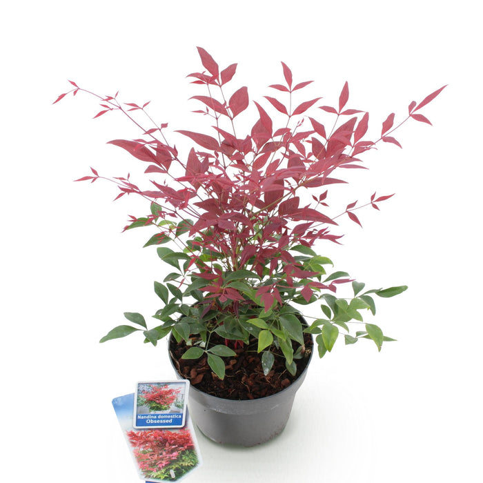 Nandina Obsessed - Rood - 1 Plant - Groenblijvend - Weinig Onderhoud - Pot 17cm Hoogte 45cm