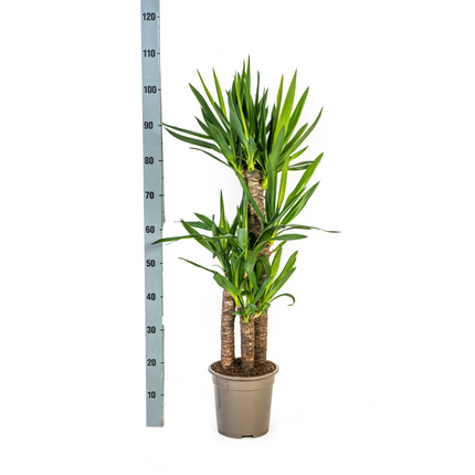 Yucca elephantipes mit Korb - ↕90-110 cm - Ø21 cm