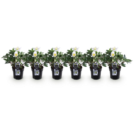 Kerstroos - Helleborus Christmas Carol  - Witte Bloem - ↕25cm - Ø10,5cm - 6x