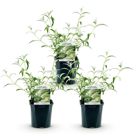 Buddleja davidii White Profusion - Vlinderstruik - Wit - ↕45cm - Ø17cm - 3x