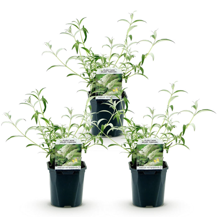 Buddleja davidii White Profusion - Vlinderstruik - Wit - ↕45cm - Ø17cm - 3x