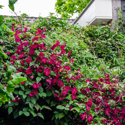 Clematis Hagley Hybrid - Clematis Rood - Bosrank - ↕65cm - Ø15cm