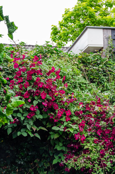 Clematis Hagley Hybrid - Clematis Rood - ↕65cm - Ø15cm